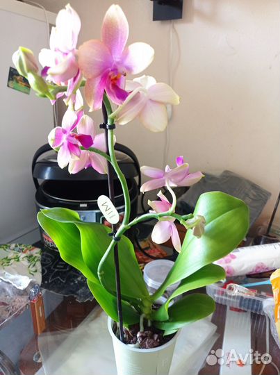 Орхидея фаленопсис Лиодоро
