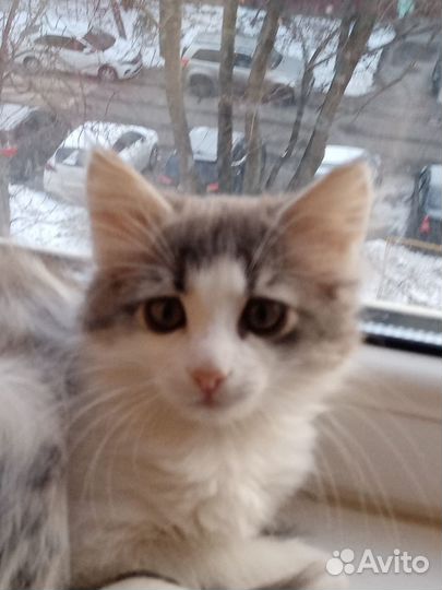 Домашние котята