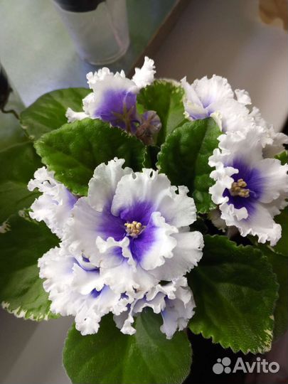 Фиалки набор