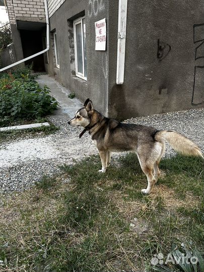 Потеряшка хаски