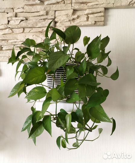 Сциндапсус