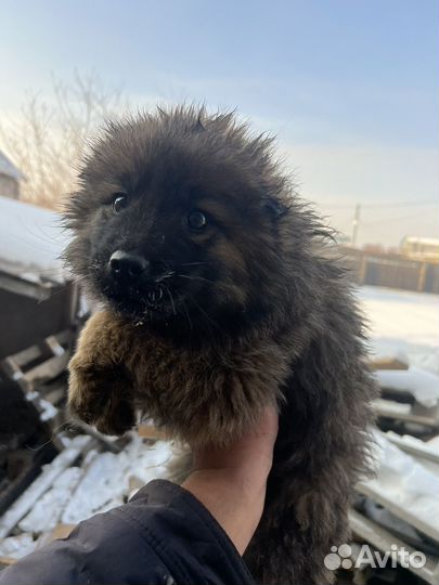 Отдам бесплатно