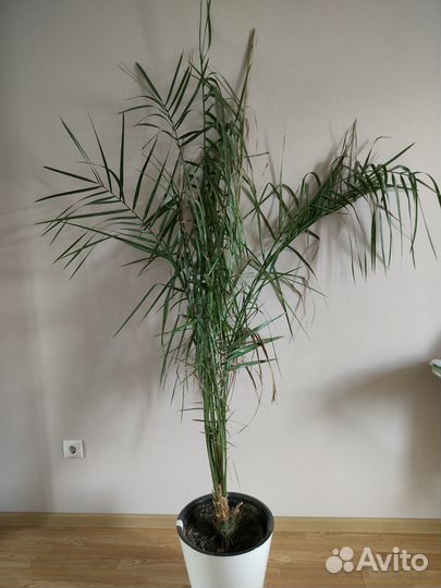 Финиковая пальма