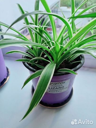 Хлорофитум