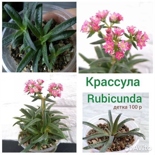 Суккуленты