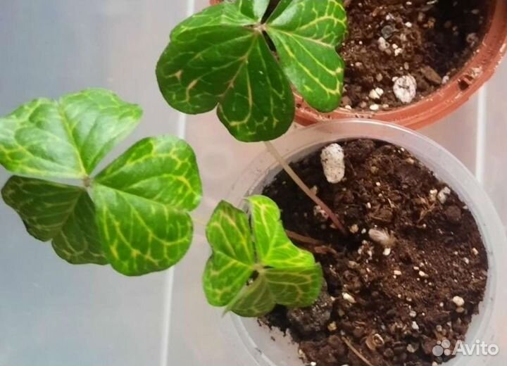 Кислица- оксалис triangularis 