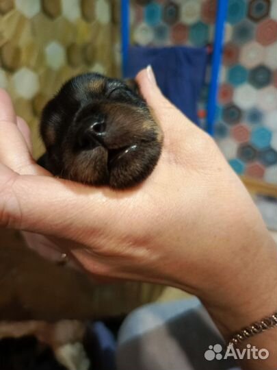 Продаем щенков Йорик