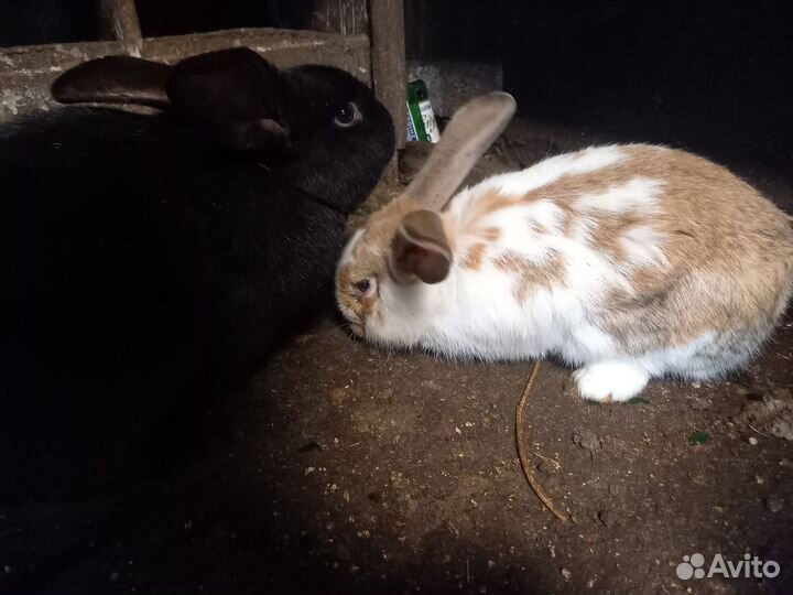 Кролик на любой вкус