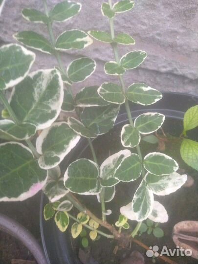 Ландшафтный дизайн. Растения для сада