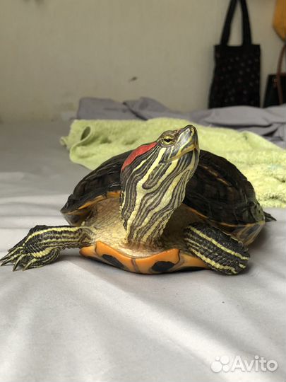 Красноухая черепаха