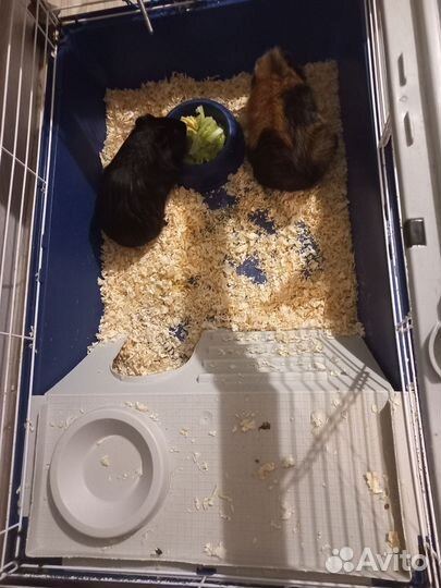 Морская свинка с клеткой бесплатно