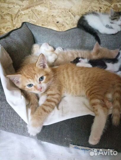 Отдаю котенка хорошим хозяевам условно бесплатно