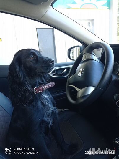 Продаются щенки кокер-спаниеля