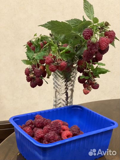 Ремонтантная малина