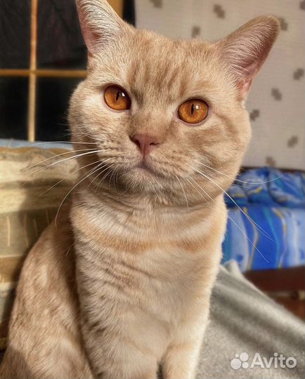 Британский кот на вязку