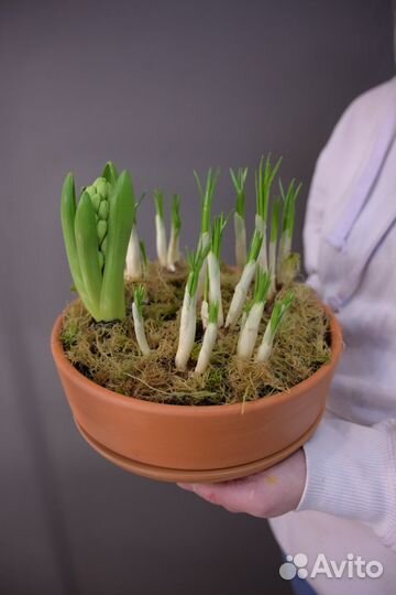 Цветы в горшках