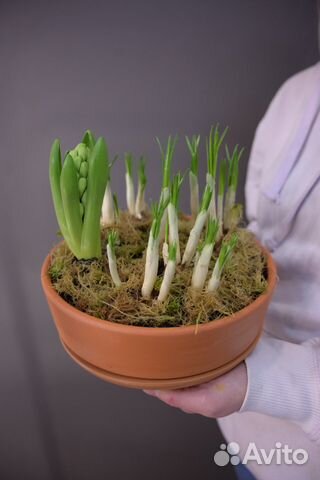 Цветы в горшках