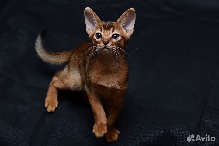 Абиссинский котенок дикого окраса