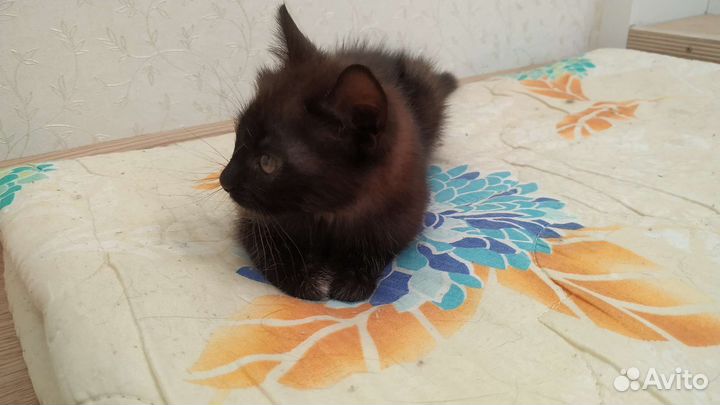 Котёнок-девочка, 2 месяца. В добрые руки
