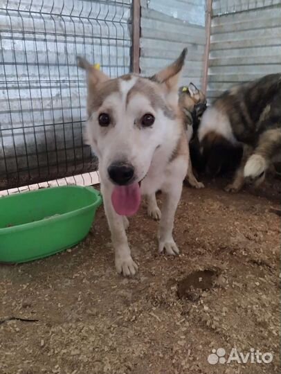 Собаки в отлове очень нуждаются в руках, ждут