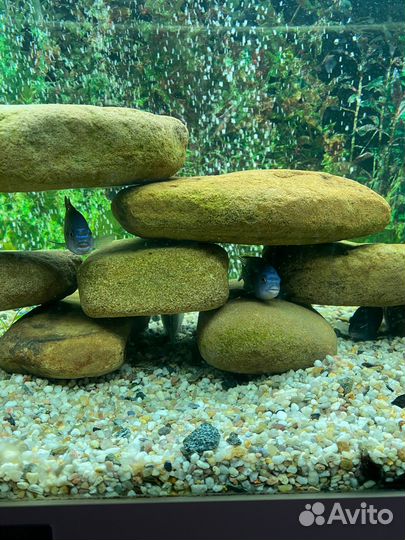 Аквариум juwel RIO 180