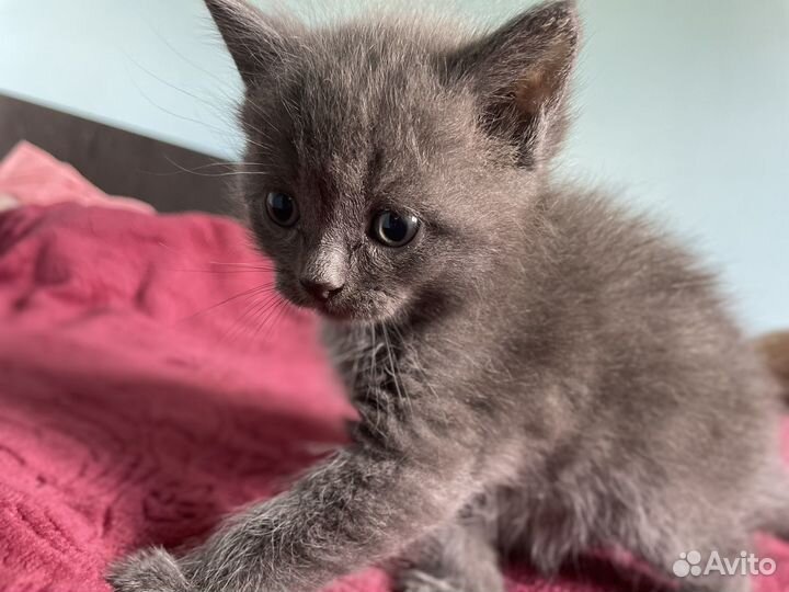 Котятки бесплатно