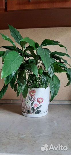 Спатифиллум