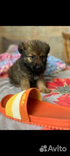 Щенок девочка