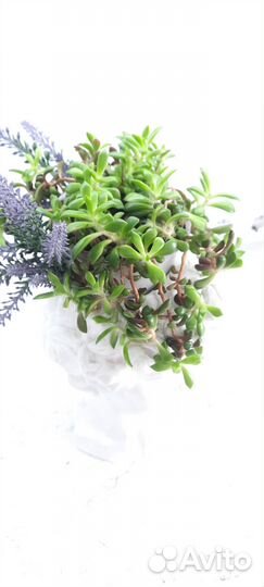 Анакомпсерос