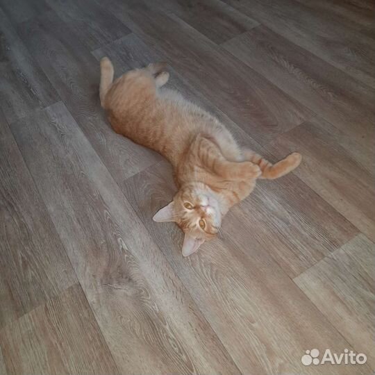 Отдам бесплатно кота