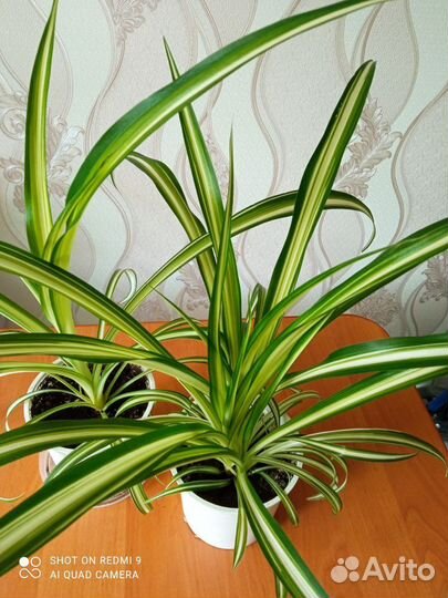 Хлорофитум