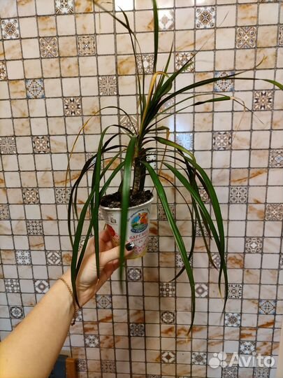 Молодая драцена