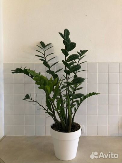 Комнатные цветы