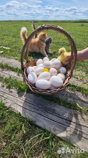 Яйца гусиное