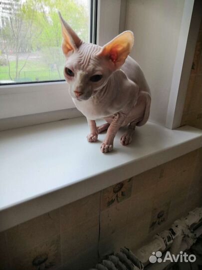 Канадский сфинкс