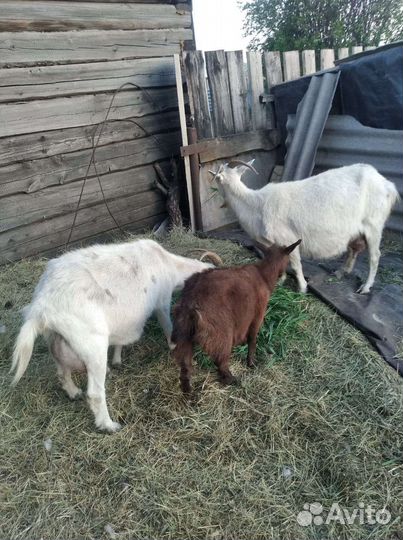 Коза дойная молочная