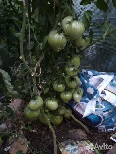 Грибы, соленья, варенье