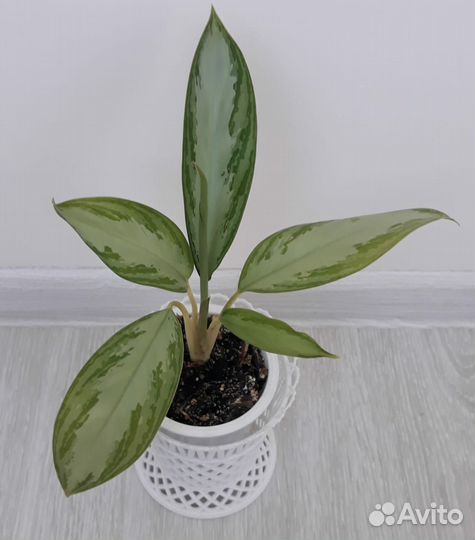 Аглаонема, папоротник, диффенбахия рефлектор