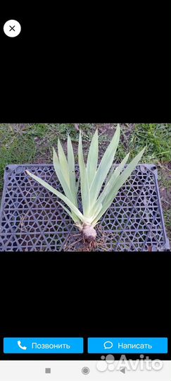 Ирис бородатый