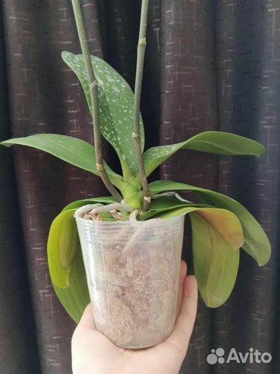 Орхидея фаленопсис