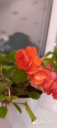 Комнатные цветы