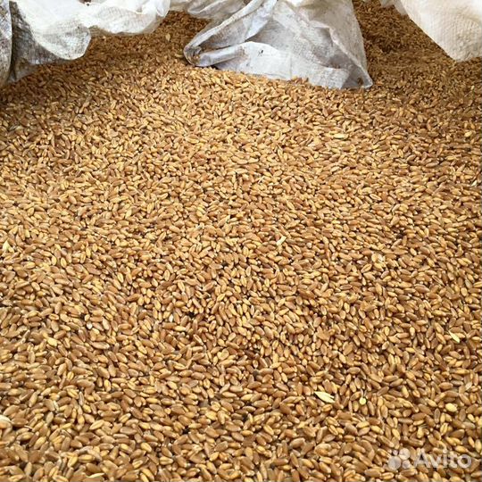 Зерно Пшеница