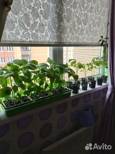 Рассада перца, томата