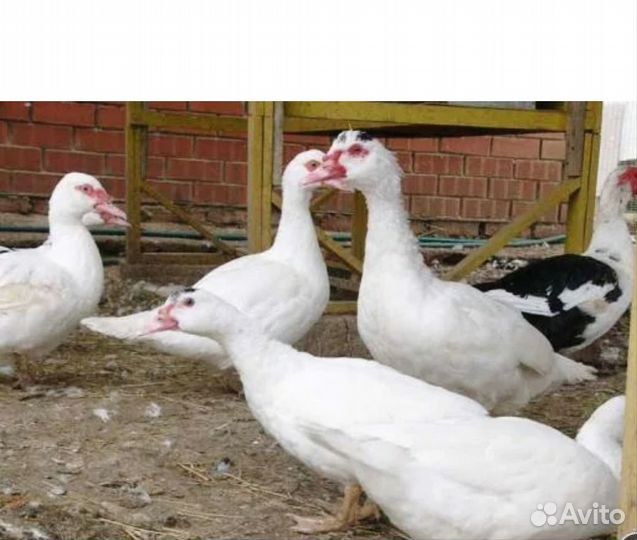 Индоутки на плод