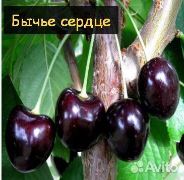 Саженцы черешни 2-летка