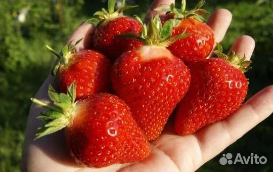 Рассада ремонтантной клубники