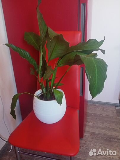 Цветок женское счастье