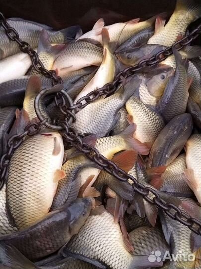 Продается живой карп