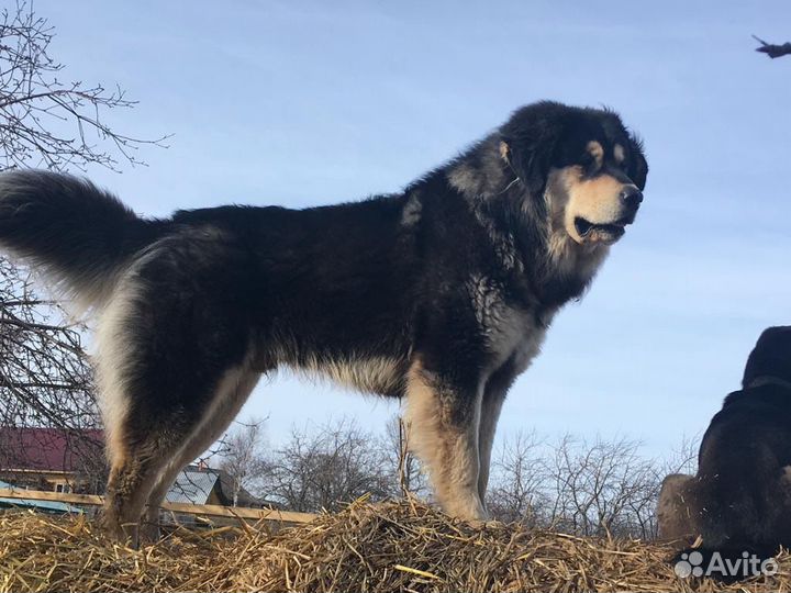 Б М В (Хотошо).Вязка