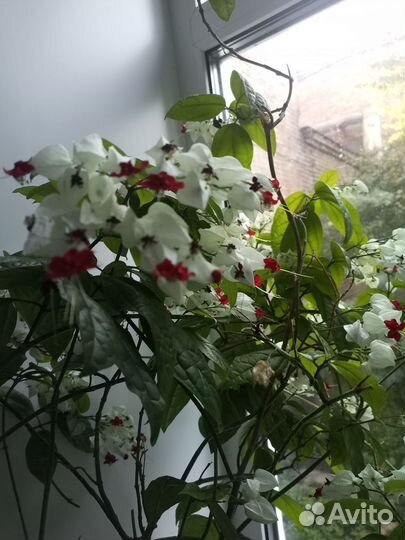 Клеродендрум томпсон